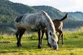 ÃÂ¡ute mare with foal grazing on lakeshore. Horses are pasture on lawn lakeside Royalty Free Stock Photo